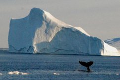 Whale in Ilulissat