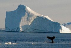 Whale in Ilulissat