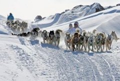 Dogsled 